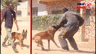 Inédite! Palla révèle le secret d'un "bon" dressage de chien