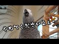 ヨウムに新しい年齢を教えたら圧を受けました【誕生日悲喜こもごも】