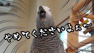 When I told Yomu my new age, I was overwhelmed [Birthday: happy