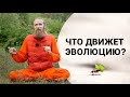 Противостояние сил | Что движет эволюцию?