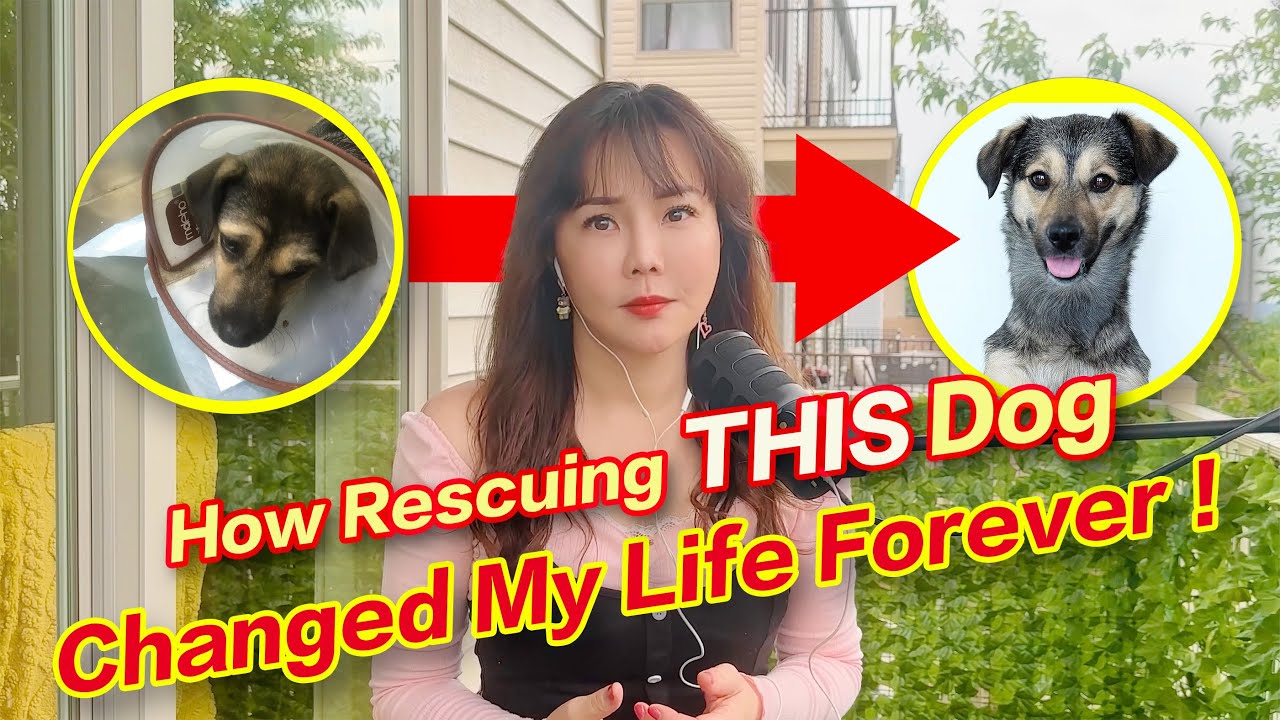 How Rescuing This Dog Changed My Life Forever YouTube