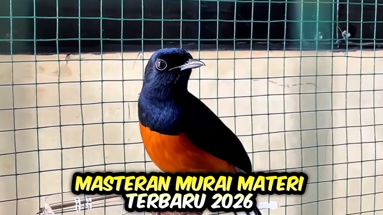 Masteran Burung Murai Materi Mewah Terbaru 2026 