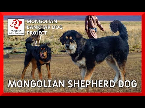 Vídeo: Descripción De La Raza De Personas-perros De La Historia De Los Mongoles - Vista Alternativa