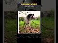 Pakistani Bully #dog #pet #kutta #bullykutta #pakistanibully #dogshorts #shorts #viral #trending