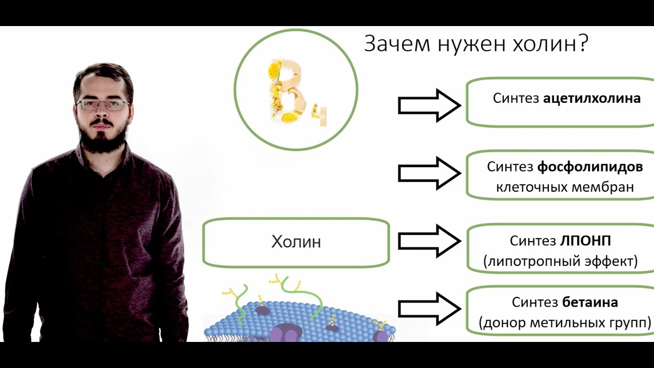 Витамин B4 Холин