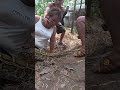 🚨 Giant Python Dragged a Girl Into Its Den! Epic Rescue Caught on Camera 😱 #shorts #giantpython