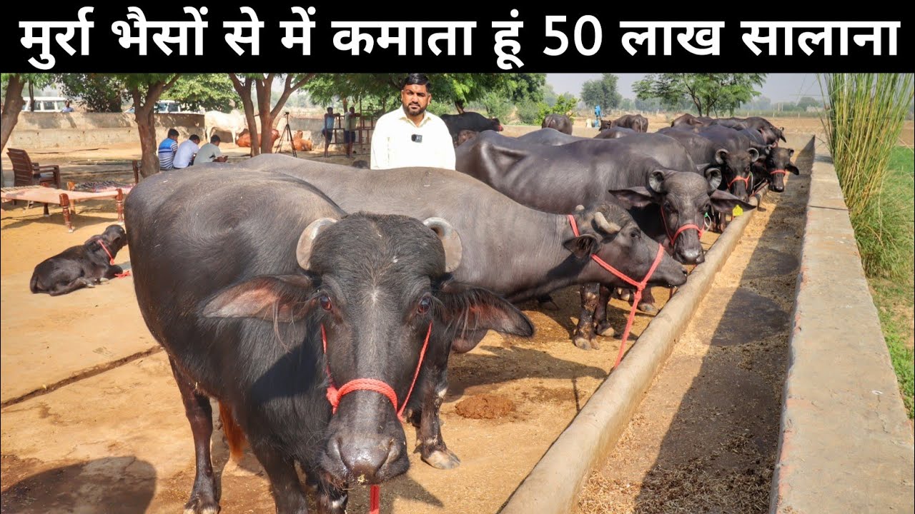 टॉप मुर्रा नस्ल की भैसों का डेरी फार्म | Buffalo Farm | Buffalo Farming In India | Dairy Farming