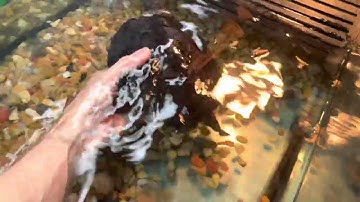 Trachemys Scripta Elegans aka Red Eared Slider Turtle @garyjames_aquariumkeeper