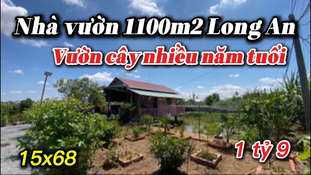 Nhà vườn long an 1100m2 | chủ về lại Sài Gòn có công việc giảm lỗ cực sâu | Em Lung Nhà Vườn 