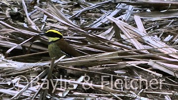 Javan Banded Pitta, Indonesia. 20120918_083146.m2ts