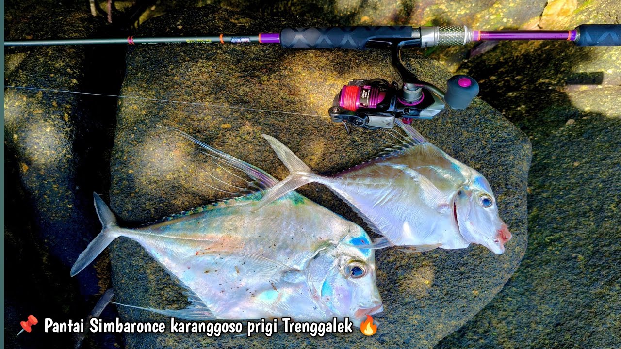 AKTIVITAS IKAN TINGGI ‼️TEMPAT WISATA JADI SPOT ANDALAN MANCING PINGGIRAN LAUT