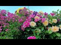 РОЗА  ROSE 🌹 РОЗЫ 2021  МИЛЛИОН РОЗ… ЛЮБЛЮ / В саду  у ПровансАллочки