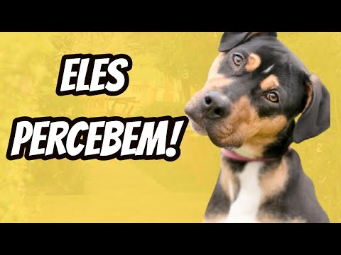 Vídeo: 5 Razões Pelas Quais Seu Cachorro Foge Quando Você Liga