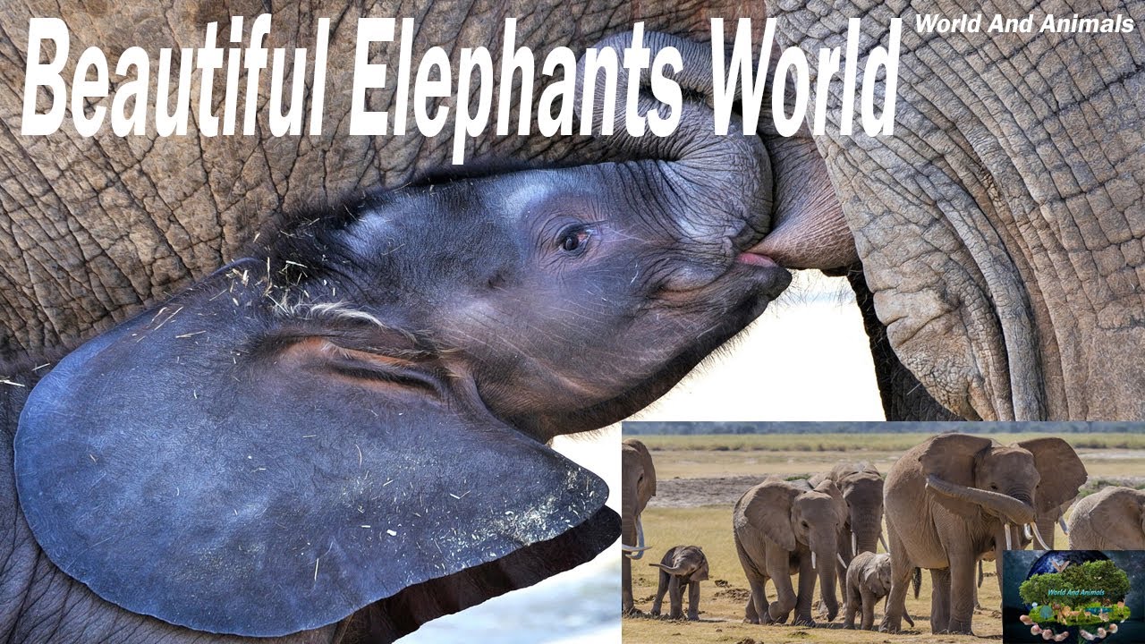 Beautiful Elephants World Ep 01 World And Animals YouTube