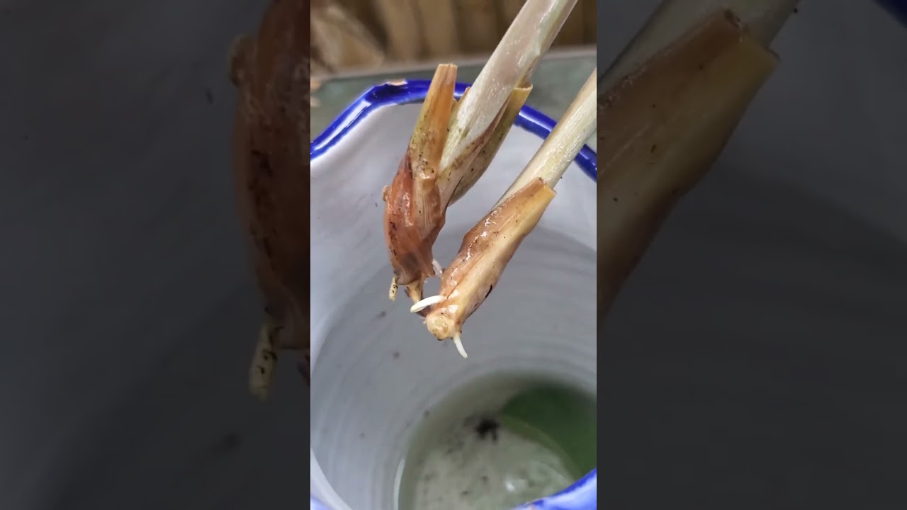 Plantando lemon grass o limoncillo. Lo puse a enraizar en agua.