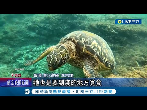 寒流不怕冷!民眾小琉球下海潛水 台南大啖草莓冰超勇 全台灣成凍蕃薯! 注意保暖 小琉球的海龜受不了低溫翻肚│【我食故我在】20240123│三立新聞台