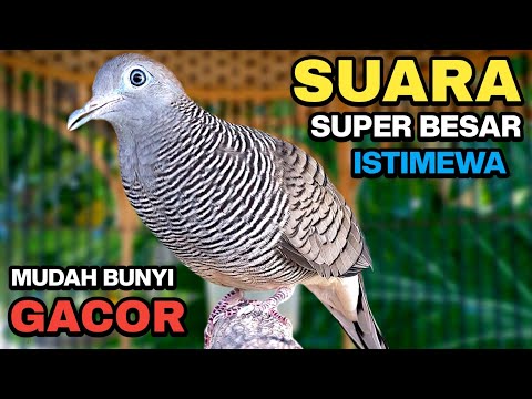 Perkutut Lokal Gacor Suara Kung Besar Pancingan Burung Perkutut Agar Bunyi.