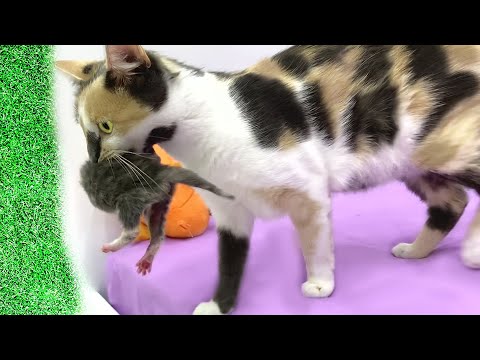 Mom cat carries her newborn kittens to different places