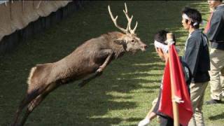 傷つけないように 鹿の角切り 奈良公園・鹿苑 - YouTube