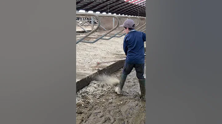 Small Helper Cleans The Manure In The Cowshed #farming #amazing #cowlife #howto