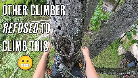 Hazardous Tree Removal!