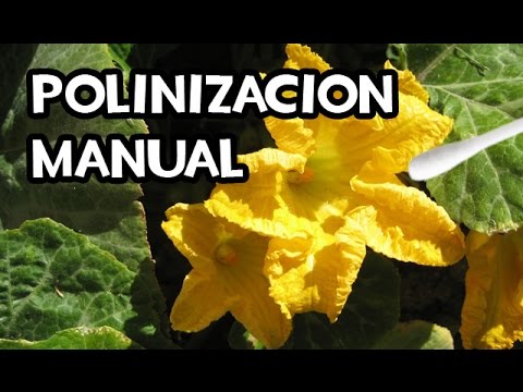 Polinizacion Manual muy Fácil | Flor Hembra y Masculina | La Huerta de Ivan