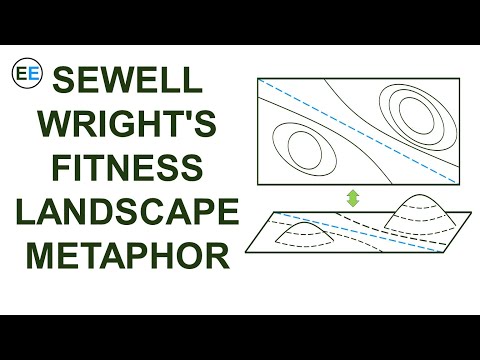 Sewell Wright&rsquo;s Fitness Landscape Metaphor Explained