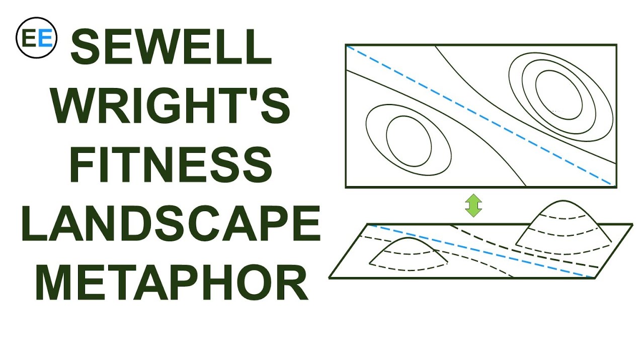 Sewall Wright's Fitness Landscape Metaphor Explained