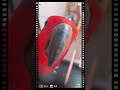 eclectus parrot