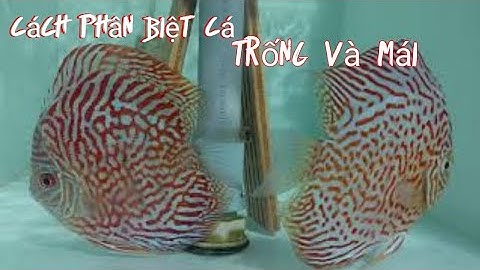 Nghề nuôi cá đĩa sinh sản. Cách phân biệt cá đĩa trống và cá đĩa mái của hùng võ, hai lúa sài gòn