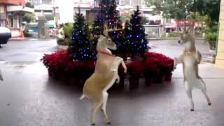 Downloadvidio lucu rusa dancing natal MP3 MP4 vidio lucu rusa dancing natal
