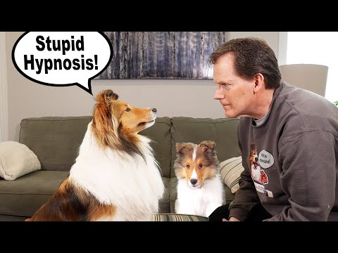 Video: Hunde denken auch 