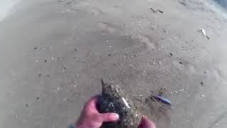 Devolución de lenguado capturado con megabass marine gang 140