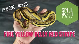 Spill Morph Today: Ball Python Fire Yellow Belly Red Stripe at 300g | Daily Morph Brew