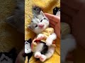子猫の特技