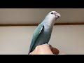 嵐 「affection」コザクラインコ