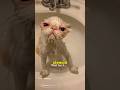 ¿conoces a tu gato?