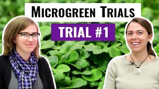 Microgreen Trials Update: Red Rain, Kale, & Radish