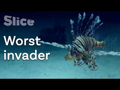 Where did the Lionfish come from ? | SLICE