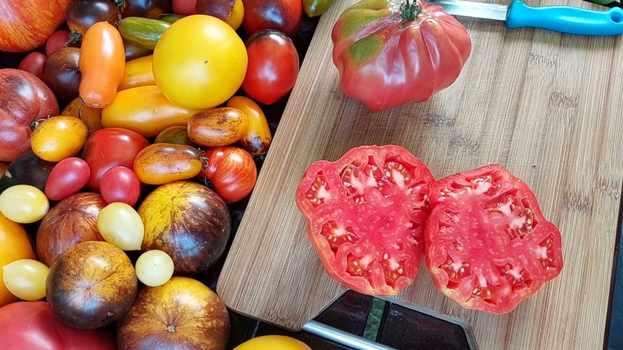 Test smaku pomidorów 🍅 cz. 4 koniec sezonu? 🍅