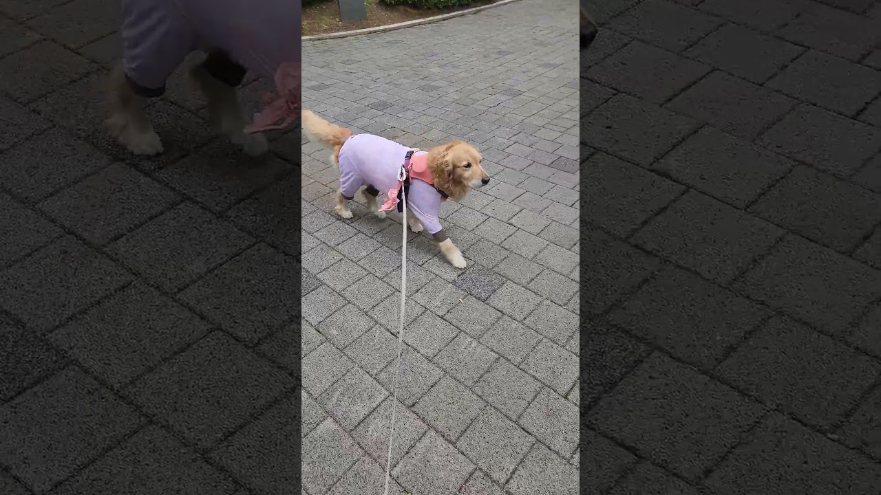 Attack on Bush: The Wrath of the Pink Fart Queen