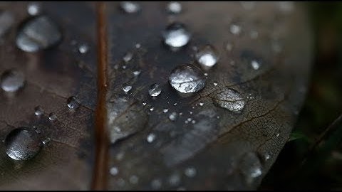 Hello Meteor - A Very Deep Pond in the Forest