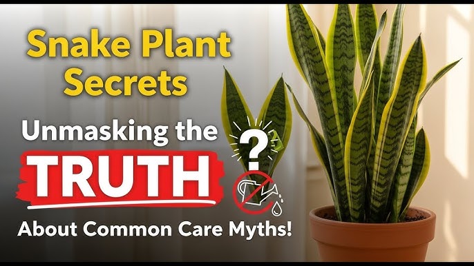 5 Snake Plant Care Myths That Are Harming Your Plant: Exposed