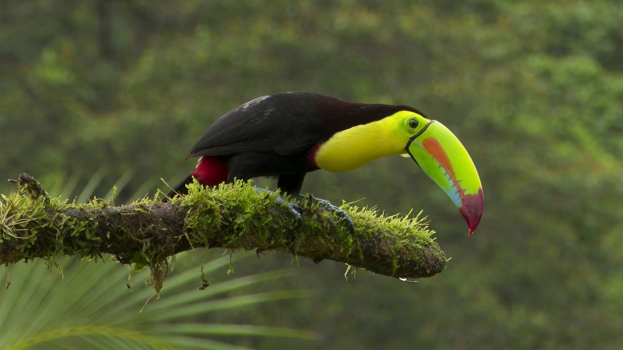 Keel-billed Toucan 