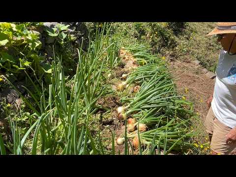 A beautiful day of harvesting and curing our massive onions. Home- cooked