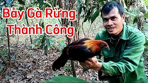 Cách Bẫy Gà Rừng Trong Đồi Quế Và Thành Quả Sau Hai Ngày Đặt Bẫy ✅✅