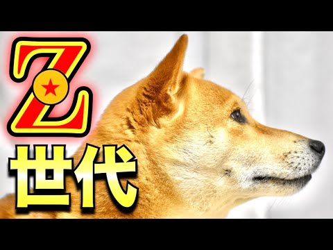 次世代に繋げる柴犬こむぎ【あるじのステップ】三浦半島ジブリ