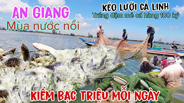 An Giang mùa nước nổi kéo lưới cá trúng đậm hàng 100 ký kiếm tiền bạc triệu mõi ngày