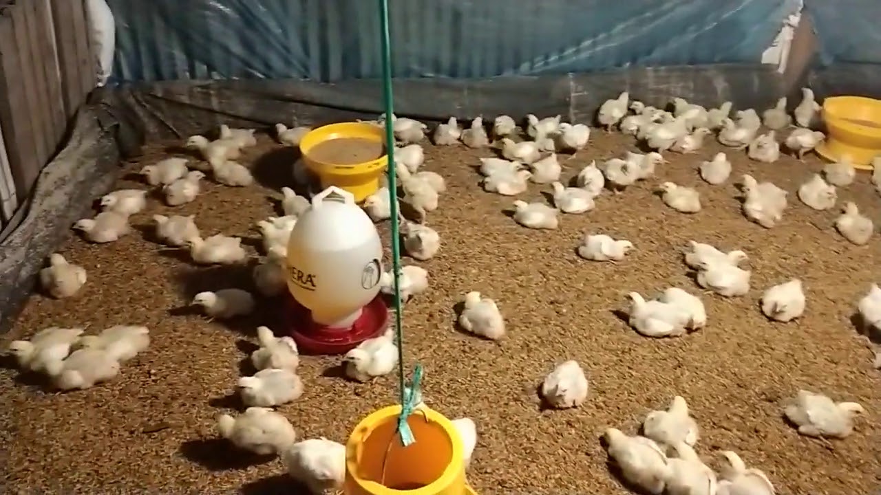Peternak ayam broiler 