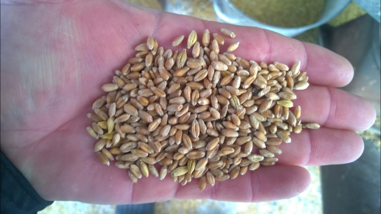 Очистка зерна от мякины на ветру. Очищенное зерно. Шелуха от зерна. Очиститель зерен пшеницы. Сепараторы для очищения зерна пшеницы.